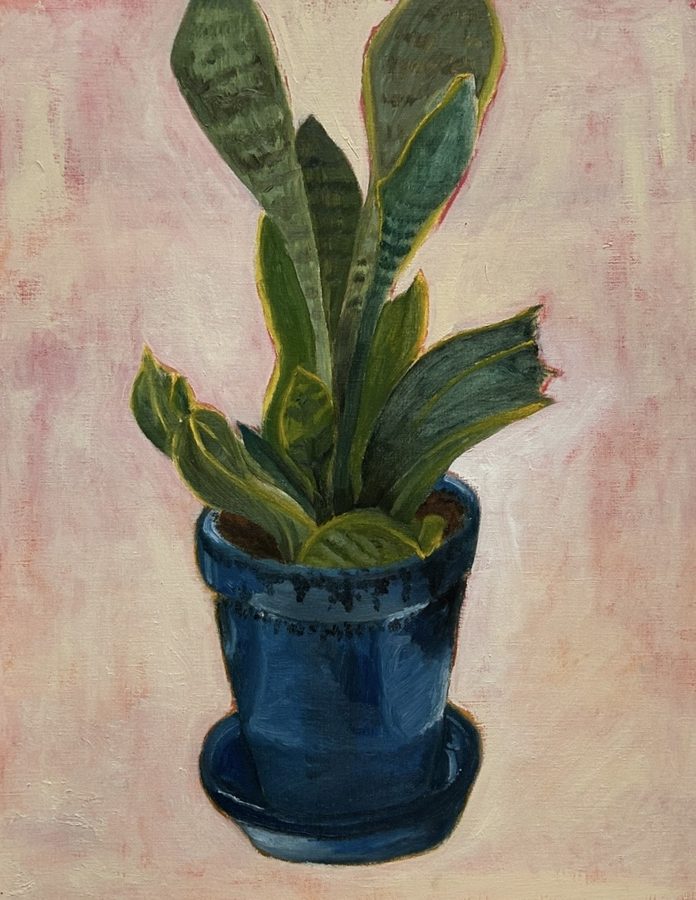 Snake Plant